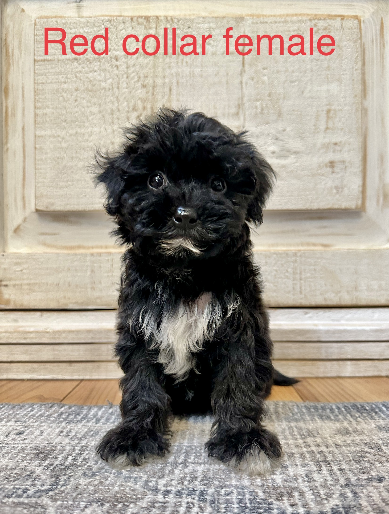 Available Havapoo puppies - Pamsdollhouse