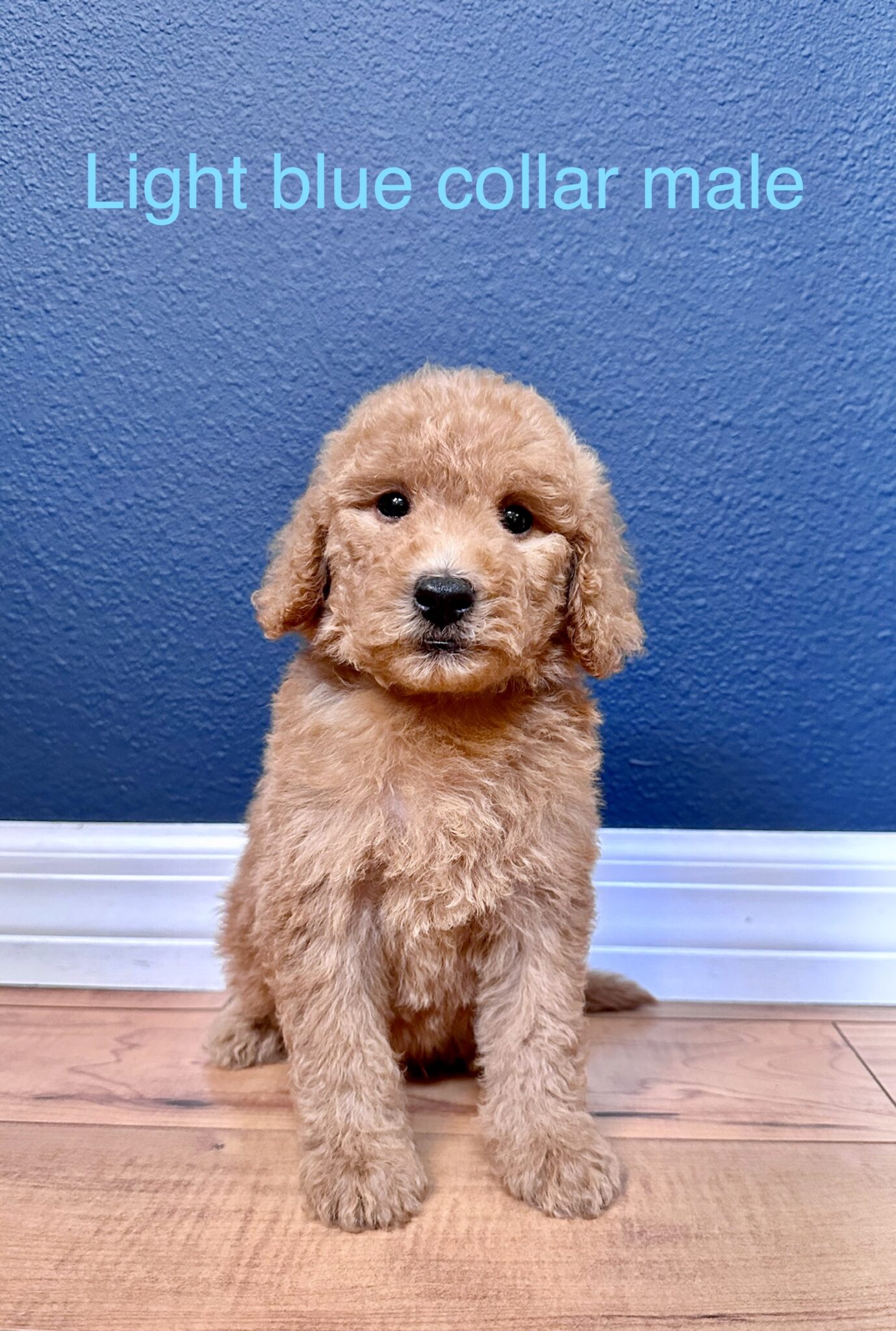 Available Mini Goldendoodle Puppies Pamsdollhouse